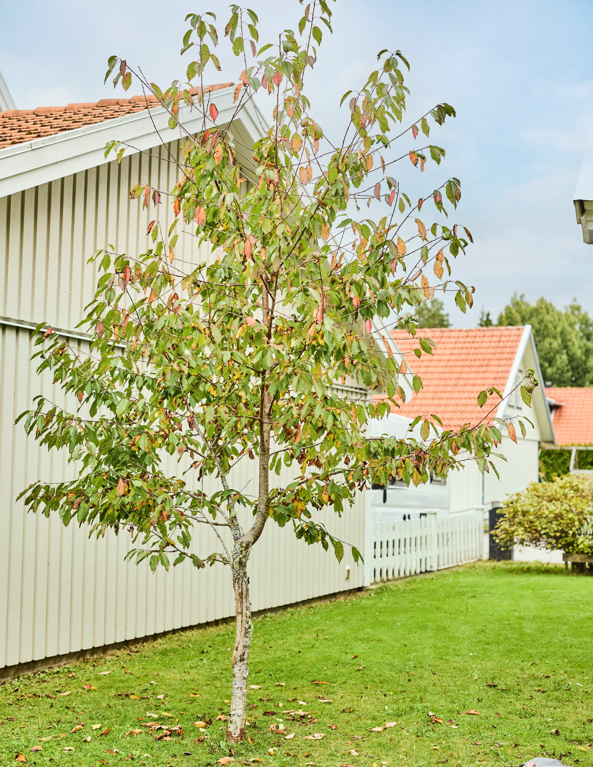 Snabbfakta 1